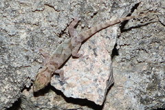 Hemidactylus robustus