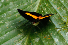 Catonephele acontius