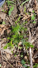 Galium concinnum
