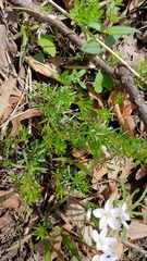 Galium concinnum