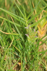 Distichlis distichophylla