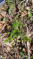 Galium concinnum