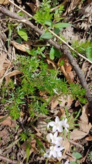 Galium concinnum