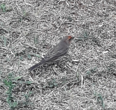 Haemorhous mexicanus