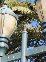 Haemorhous mexicanus