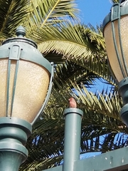 Haemorhous mexicanus