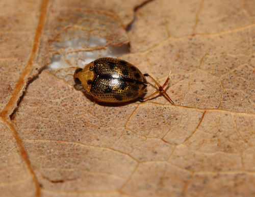 Peltodytes sexmaculatus photo 5