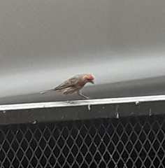 Haemorhous mexicanus