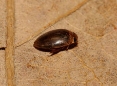 Laccophilus proximus