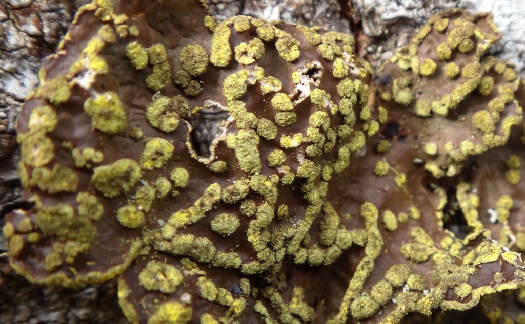 Pseudocyphellaria image