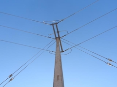 Parabuteo unicinctus