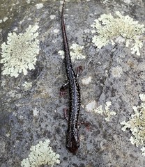 Plethodon caddoensis