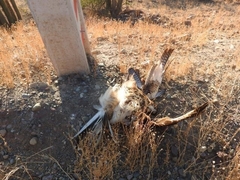 Parabuteo unicinctus