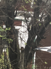 Sciurus carolinensis