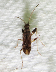 Neopamera albocincta