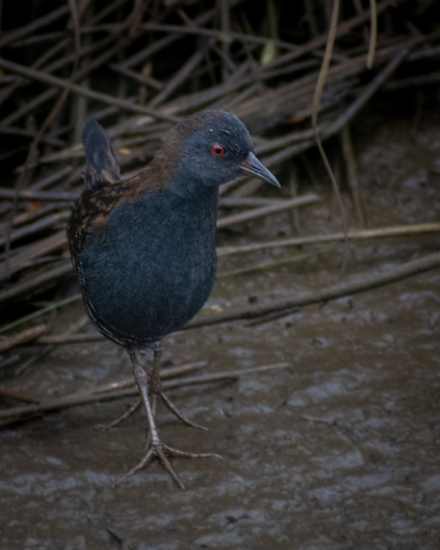 Dot-winged Crake (Laterallus spiloptera), photo 6