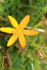 Hypoxis hygrometrica