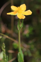 Hypoxis hygrometrica
