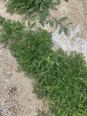 Matricaria discoidea