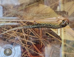 Plethodon caddoensis