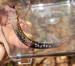 Plethodon caddoensis