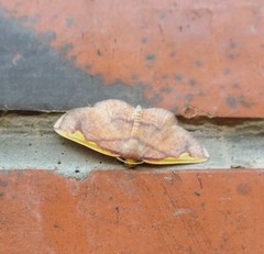 Nothomiza flavicosta