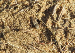 Paracardiophorus