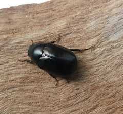 Apogonia cribricollis