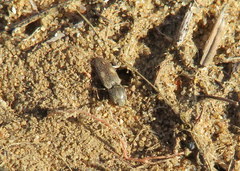 Paracardiophorus