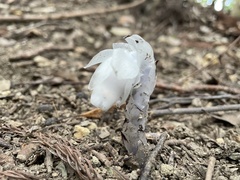 Monotropastrum humile