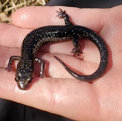 Plethodon ouachitae