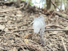 Monotropastrum humile