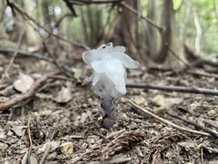 Monotropastrum humile