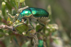 Diphucephala colaspidoides