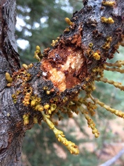 Arceuthobium campylopodum