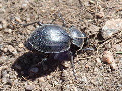 Calosoma luxatum