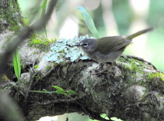 Myiothlypis leucoblephara