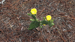 Opuntia austrina