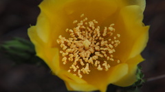 Opuntia austrina