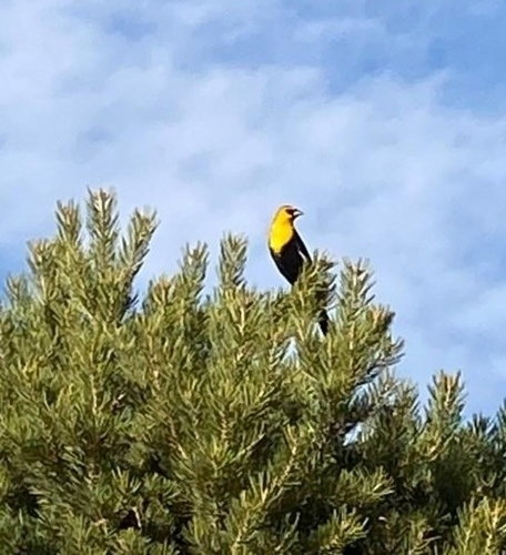 Yellow-headed Blackbird