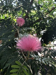 Mimosa strigillosa