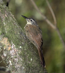Dendrocolaptes platyrostris