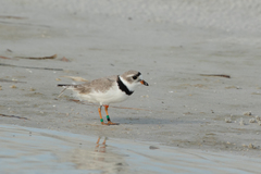 Charadrius melodus