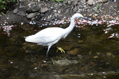 Egretta garzetta