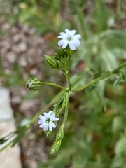 Silene antirrhina