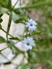 Silene antirrhina