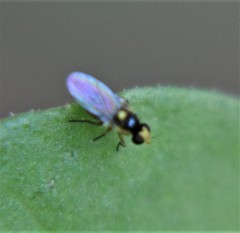 Liriomyza huidobrensis