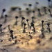 Mycocalicium subtile - Photo (c) Tomás Curtis, algunos derechos reservados (CC BY-NC), subido por Tomás Curtis