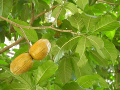 Tabernaemontana litoralis