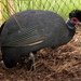 Eastern Crested Guineafowl - Photo (c) Karen, some rights reserved (CC BY-NC-ND)